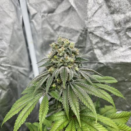 Fishy Zoap. Seedstockers