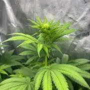 Hulkberry. RoyalQueenSeeds