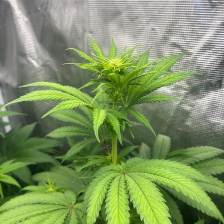 Hulkberry. RoyalQueenSeeds
