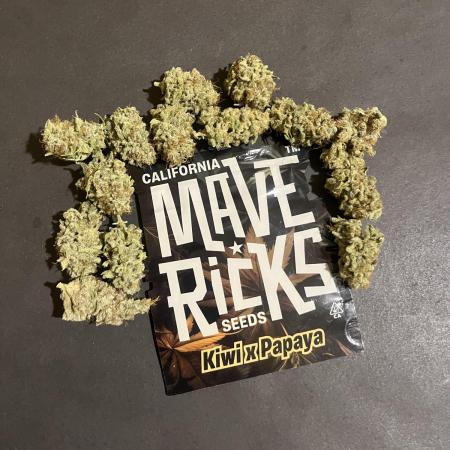 Kiwi x Papaya. Mavericks Genetics