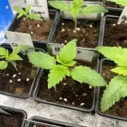 Barcelona Puff. Seedstockers