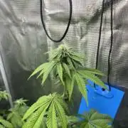 Pink Sunset. Silentseeds