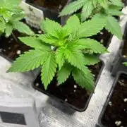 Gorilla Cookies. Seedstockers