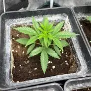 Toad Venum. Growers Choice