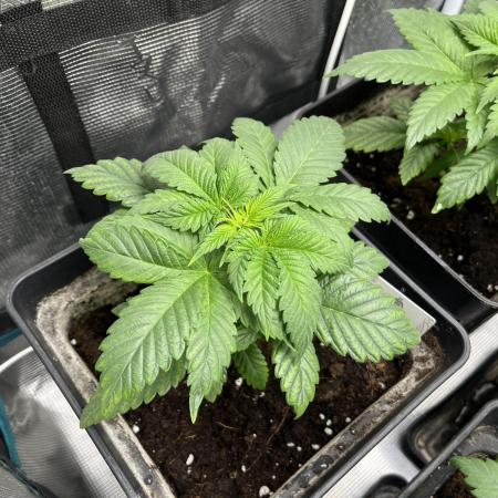 Kiwi x Papaya. Mavericks Genetics