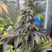 Drizl Pickl. Seedstockers