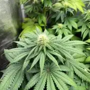 Hulkberry. RoyalQueenSeeds