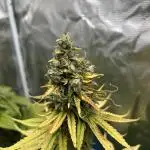 Terp & Tonic. Seedstockers