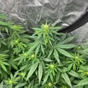 Gelato 41. Seedstockers