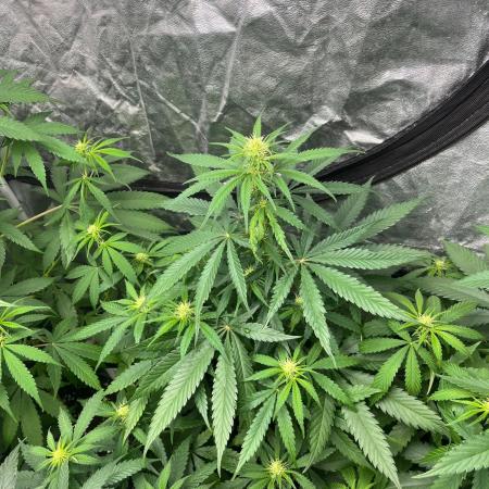 Gelato 41. Seedstockers