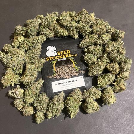 Permanent Maker. Seedstockers