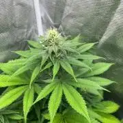 Oreoz USA. Kannabia seeds company