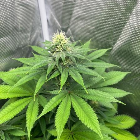 Oreoz USA. Kannabia seeds company
