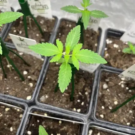 Lemon Cherry Runtz. Fastbuds