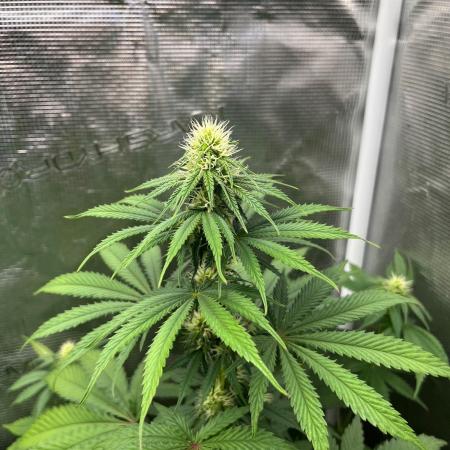 Wedding Cake. RoyalQueenSeeds
