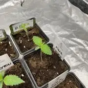 Pink Sunset. Silentseeds