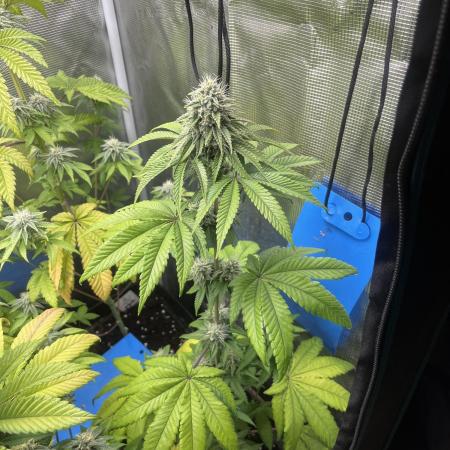 Pink Sunset. Silentseeds