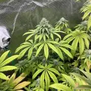 Drizl Pickl. Seedstockers