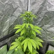 Fishy Zoap. Seedstockers