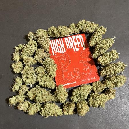 Gomu Gomu Mango. HighBreed