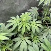 Drizl Pickl. Seedstockers