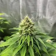 Gorilla Cookies. Seedstockers