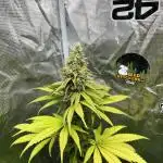 Runtz Punch. Herbies