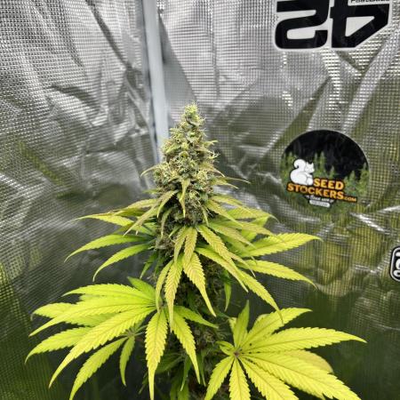 Runtz Punch. Herbies