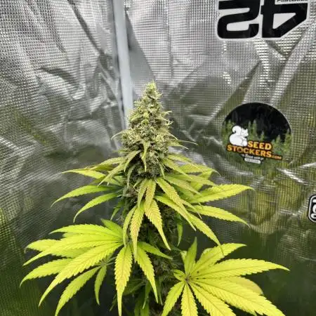 Runtz Punch. Herbies