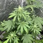 Gelato 44. RoyalQueenSeeds