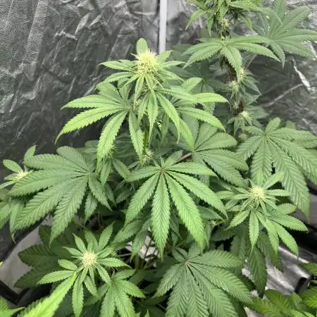 Gelato 44. RoyalQueenSeeds