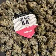 Gelato 44. RoyalQueenSeeds