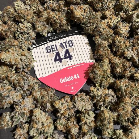 Gelato 44. RoyalQueenSeeds