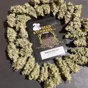 Barcelona Puff. Seedstockers