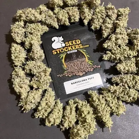 Barcelona Puff. Seedstockers