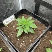 Drizl Pickl. Seedstockers