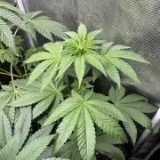 Pink Sunset. Silentseeds