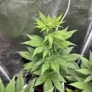 Kiwi x Papaya. Mavericks Genetics