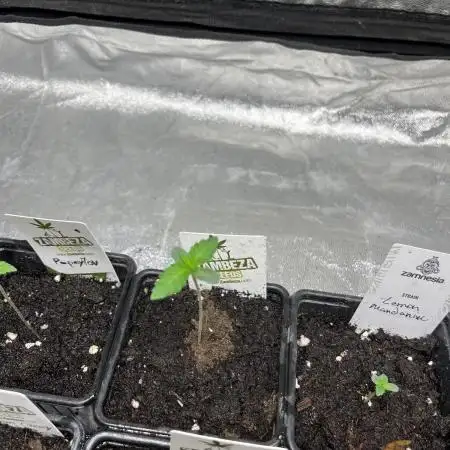Papayton. Fastbuds