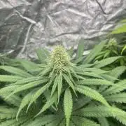 Sherbet Jedi Joint. HighBreed