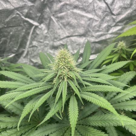 Sherbet Jedi Joint. HighBreed