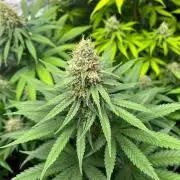 Sherbet Jedi Joint. HighBreed