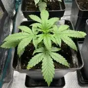 Gomu Gomu Mango. HighBreed