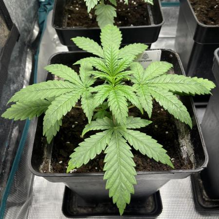 Gomu Gomu Mango. HighBreed