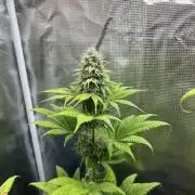 Kiwi x Papaya. Mavericks Genetics