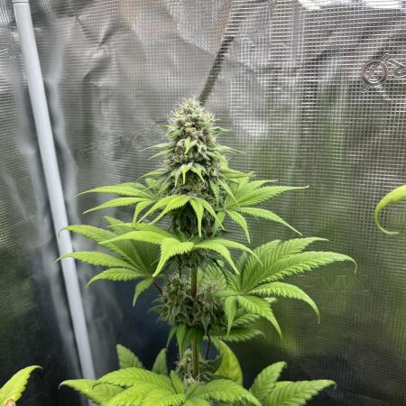 Kiwi x Papaya. Mavericks Genetics