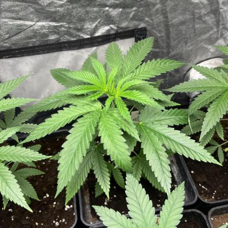 Lemon Cherry Runtz. Fastbuds