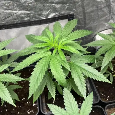 Lemon Cherry Runtz. Fastbuds