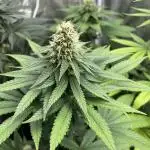 Lemon Mandarin. fastbuds