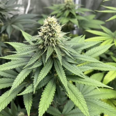Lemon Mandarin. fastbuds